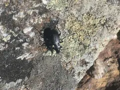 Carabus chamissonis thumbnail 1