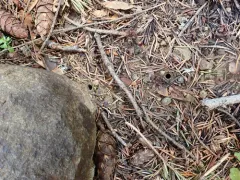 Mount Ashland Night-stalking Tiger Beetle thumbnail 1