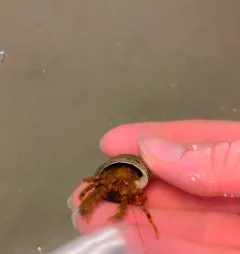 Western Atlantic Hairy Hermit Crab thumbnail 3