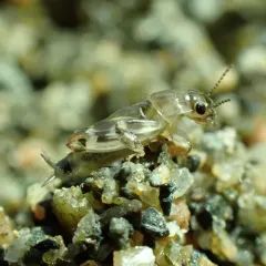 Larger Pygmy Mole Grasshopper thumbnail 1