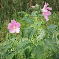 swamp rose mallow thumbnail 2