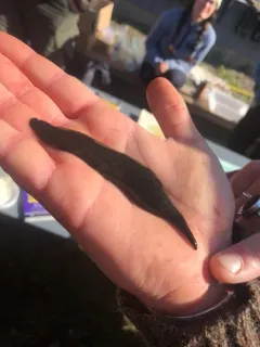 Horse Leech thumbnail 3