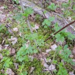 Smooth Gooseberry thumbnail 1