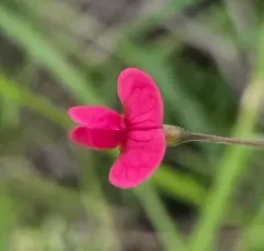 Grass Pea thumbnail 4
