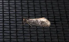 Dahlica walshella thumbnail 2