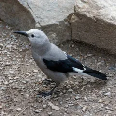 Clark's Nutcracker thumbnail 3