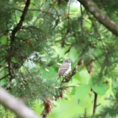 Hammond's Flycatcher thumbnail 3