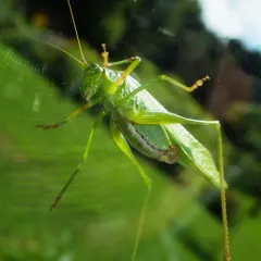 Fork-tailed Bush Katydid thumbnail 2