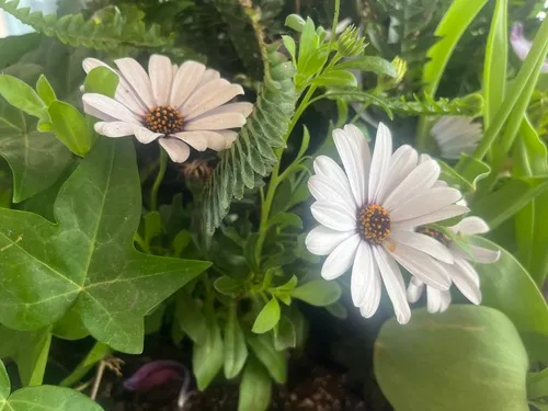Cape daisy