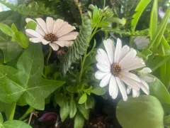 Cape daisy thumbnail 1