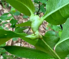 Contarinia cerasiserotinae thumbnail 4