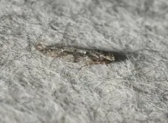 Coleotechnites quercivorella thumbnail 3