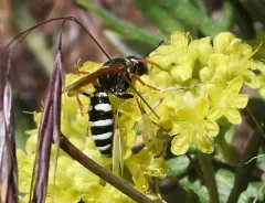Philanthus zebratus thumbnail 3