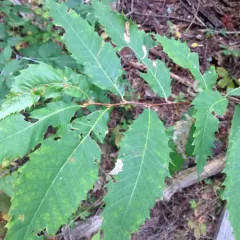 American chestnut thumbnail 4