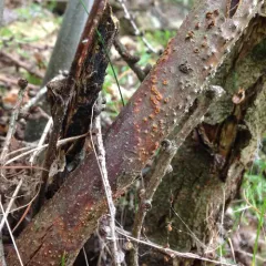 Chestnut Blight thumbnail 3