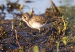 Temminck's Stint thumbnail 4