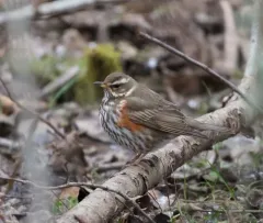 Redwing thumbnail 3