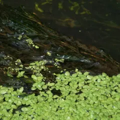Pond water-starwort thumbnail 3
