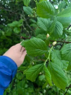 Pea Hawthorn thumbnail 3