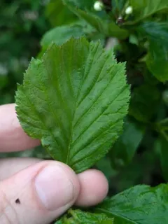 fleshy hawthorn thumbnail 3