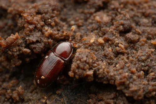 Philothermus glabriculus