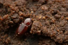 Philothermus glabriculus thumbnail 1