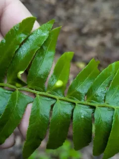 Christmas fern leaf curl thumbnail 3