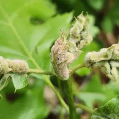 Macrodiplosis niveipila thumbnail 4