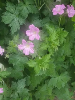 French Crane's-bill thumbnail 3