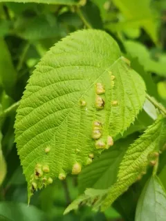 Taphrina coryli thumbnail 2