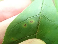 Mycosphaerella effigurata thumbnail 4