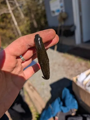 Horse Leech