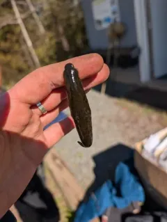 Horse Leech thumbnail 1