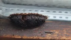 Symphytocarpus flaccidus thumbnail 2
