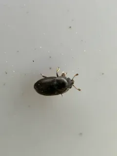 Common Pollen Beetle thumbnail 4