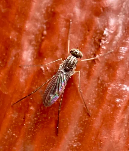 Neurigona albospinosa