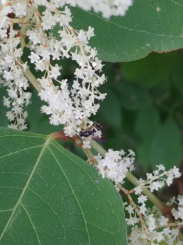 White-bordered Potter Wasp