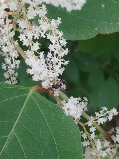 White-bordered Potter Wasp thumbnail 1