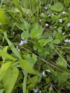 Le Conte's Violet thumbnail 1