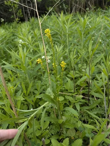 Small-flowered Winter-cress