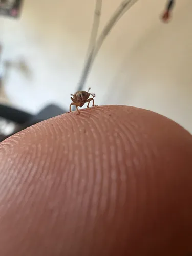 Rough Ash Seed Weevil