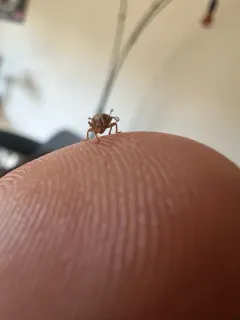 Rough Ash Seed Weevil thumbnail 1