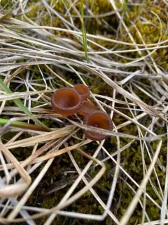 Myriosclerotinia caricis-ampullaceae thumbnail 2