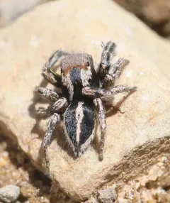 Habronattus calcaratus thumbnail 4