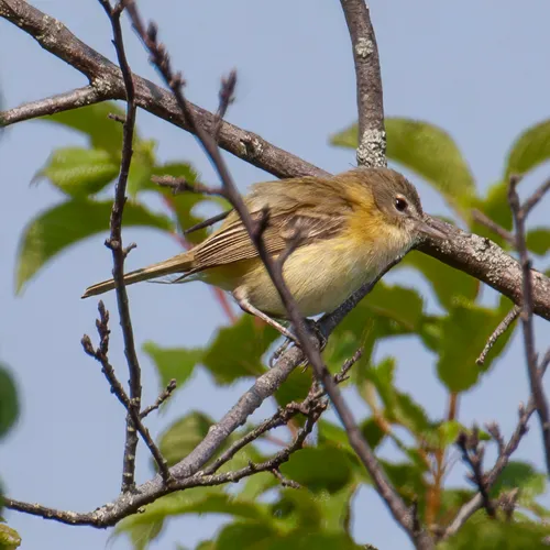 Bell's Vireo