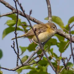 Bell's Vireo thumbnail 1