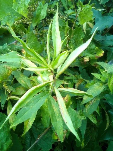 Goldenrod Leaf-fold Aphid