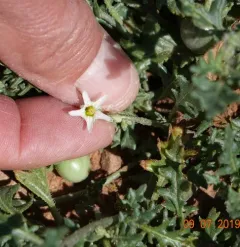 Cutleaf Nightshade thumbnail 1