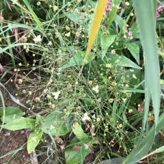 northern water-plantain thumbnail 4