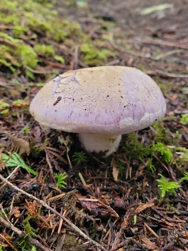 Phlegmacium citriolens
